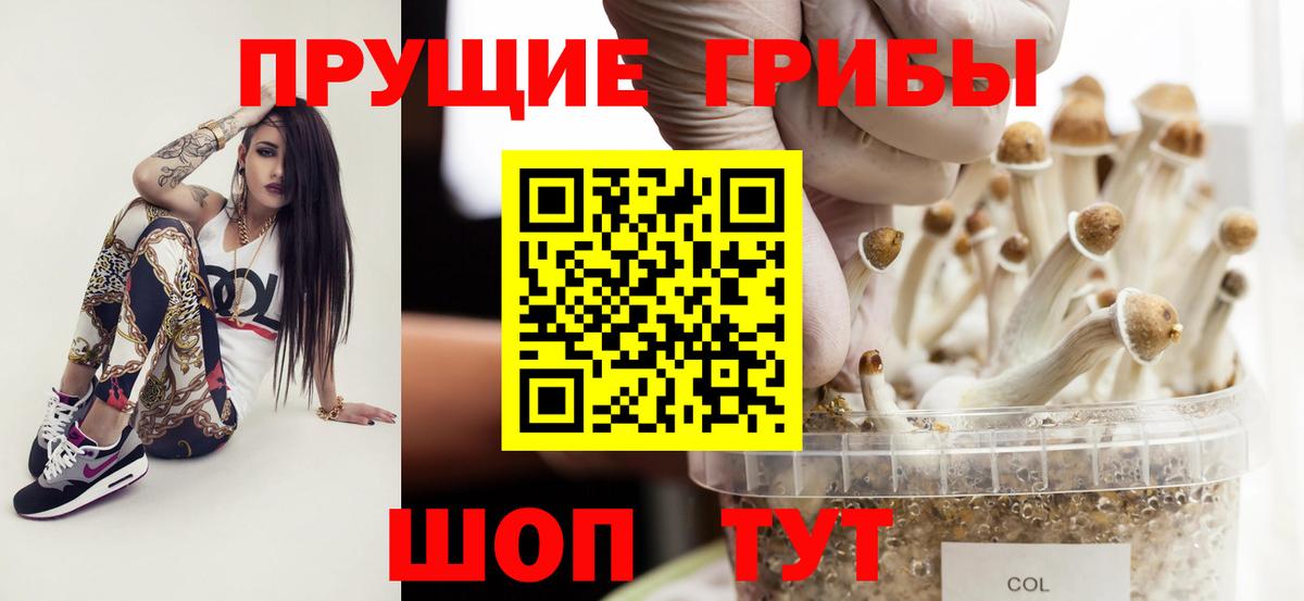 Псилоцибиновые грибы прущие грибы  Псилоцибиновые грибы Cubensis  Славянск-на-Кубани 